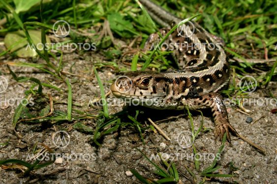 Sand Lizard (Lacerta agilis)
