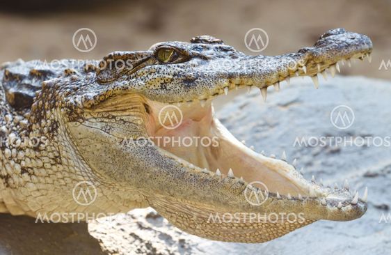 The crocodile