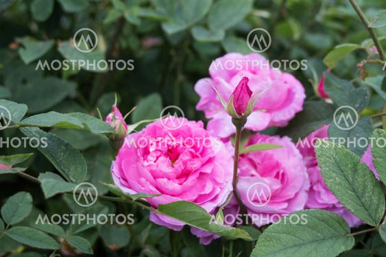 Beautiful pink roses blooming in the garden