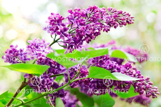Close up of lilac branches