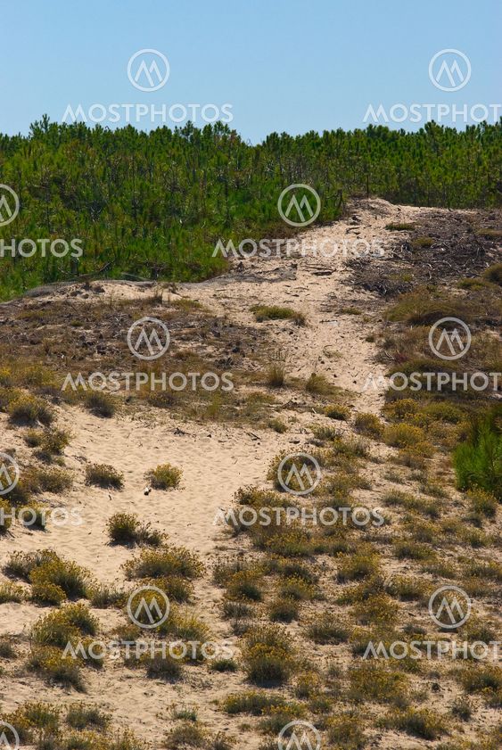 Dünen am Atlantik, Frankreich - Dunes at the atlantic ocean, france