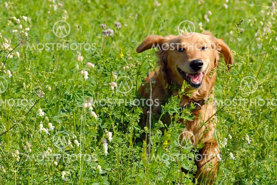 Dog in grass