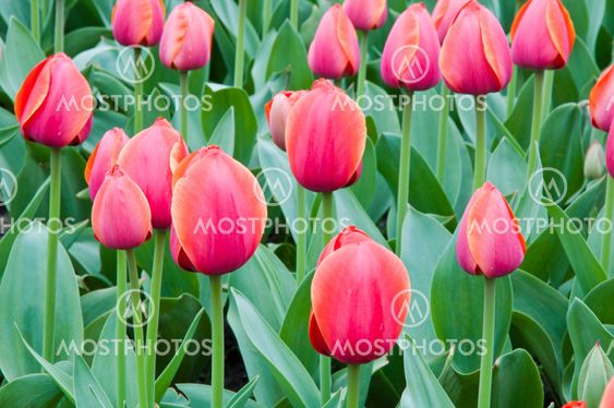 tulip in flower field