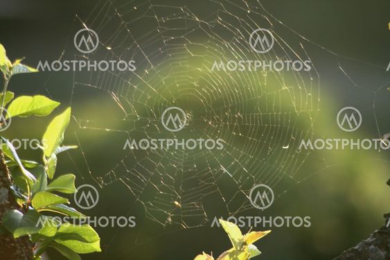 Spider Web