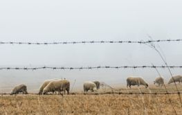 Herd of sheep on the meadow in foggy early morning