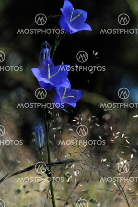 Big bluebells