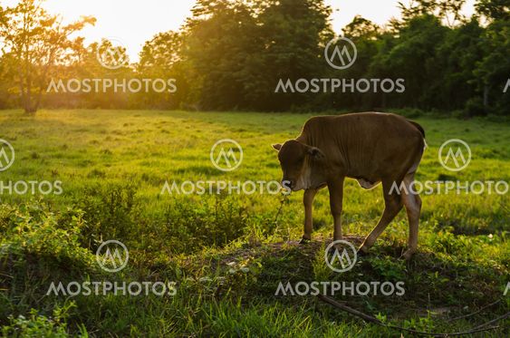 Cow and grass
