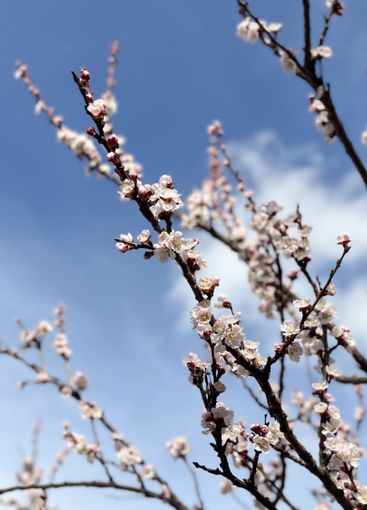 Blossoming tree branches against a clear blue sky....