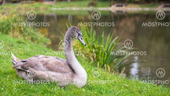 Swan lying near the lake.