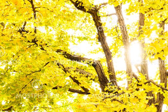 Beautiful Colorful Autumn Leaves