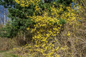 Forsythia buske
