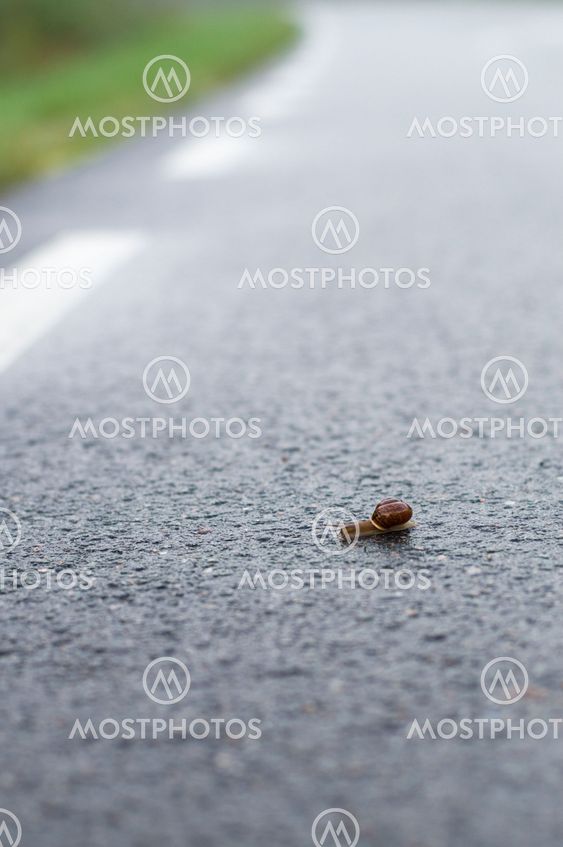 Snail crawl on wet asphalt road