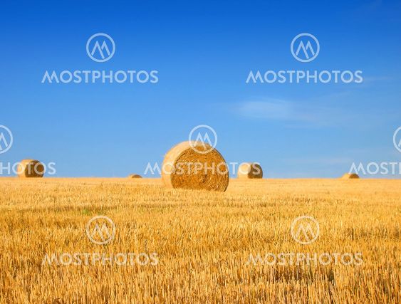 Field and Bales of Hay