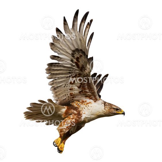Isolated hawk in flight