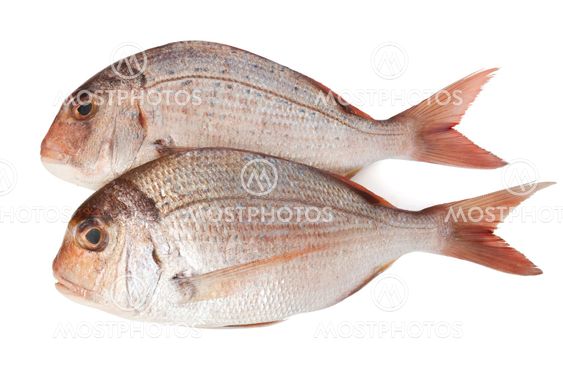 two pagellus sea bream