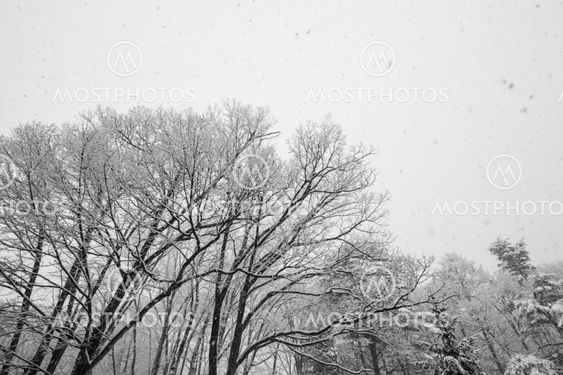 Layers of snow covered winter trees with no leaves
