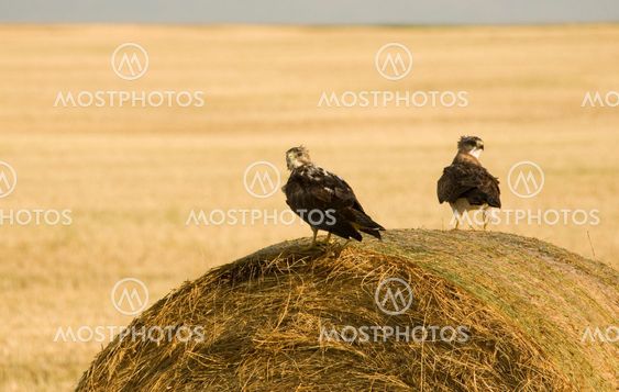 Swainson Hawks on Hay Bale