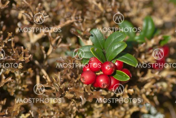 Lingonberry