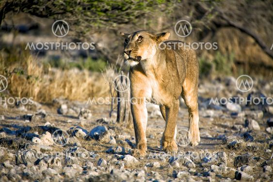 lioness with a strange eye at etosha national park namibia