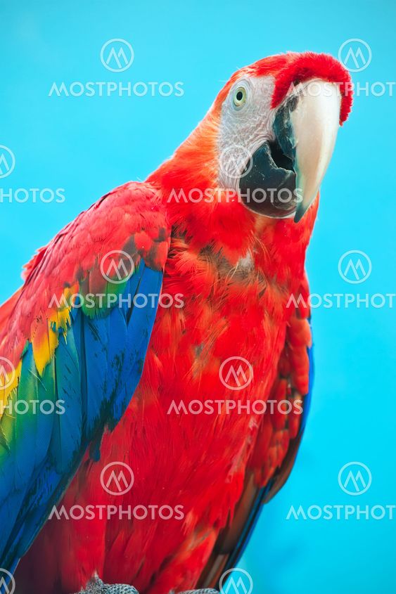 Ara parrot