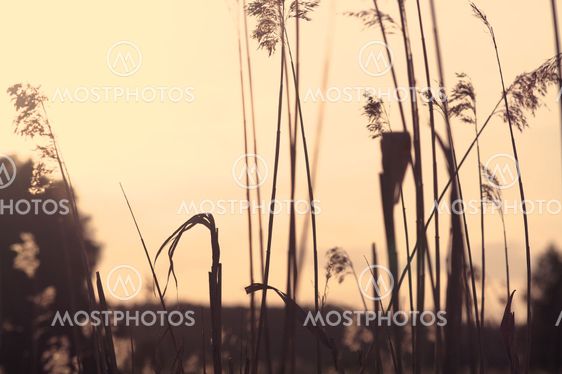 calm silhouette