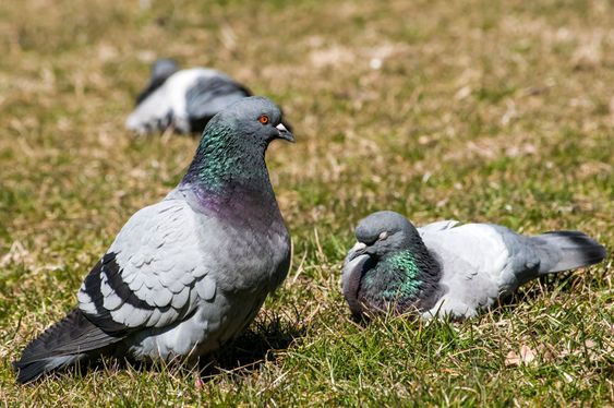 Rock feral pigeon doves
