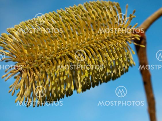 Banksia flower