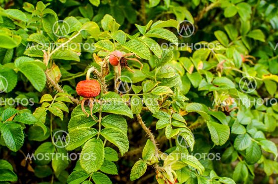 Rosa rugosa, ripening fruit, spherical colored