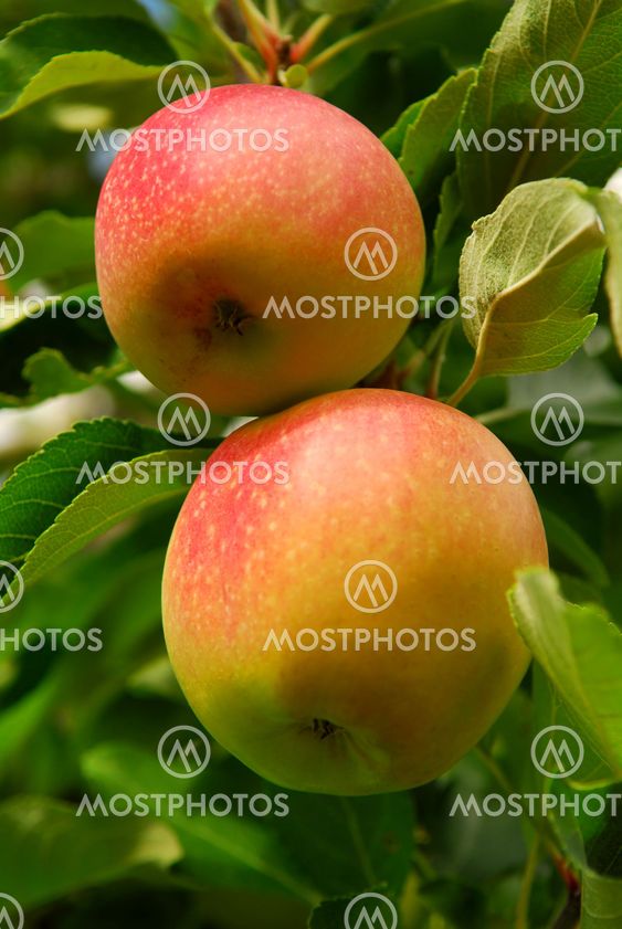 Apples