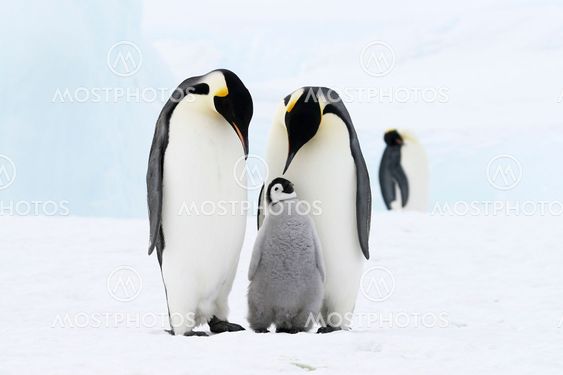 Emperor penguin family
