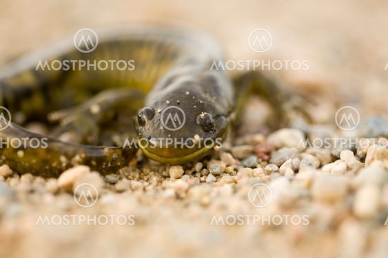 Sulje ylös Tiger Salamander