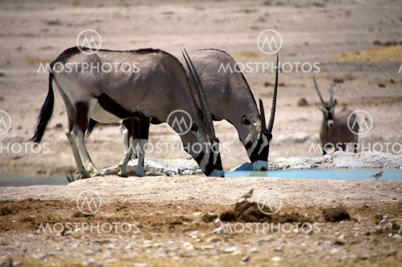 oryx drinking in a waterhole in etosha national park namibia