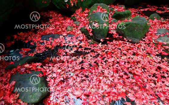 Red maple leaf during fall