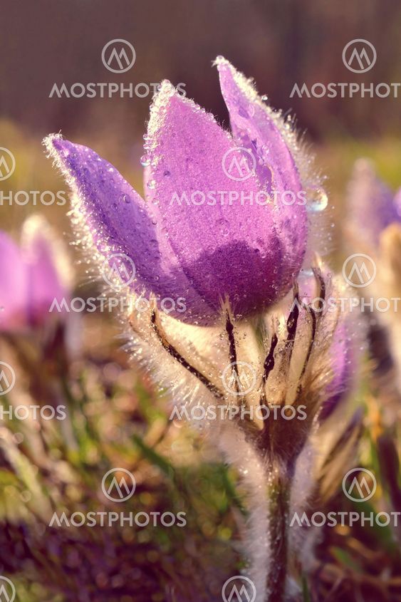 Pasque Flower blooming on spring meadow at the sunset -...