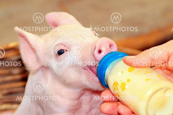 Bottle piglet