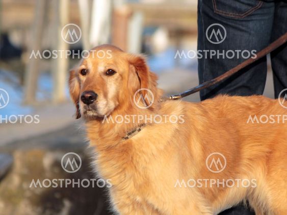 Loyal labrador