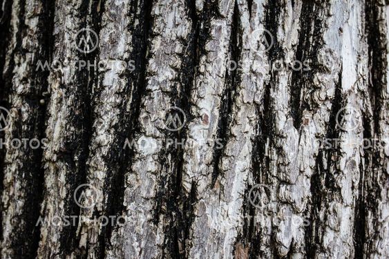 Bark of Old Wood Tree Texture Background Pattern