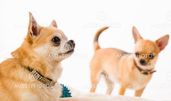 Chihuahuas