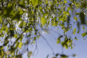 birch foliage in the spring season