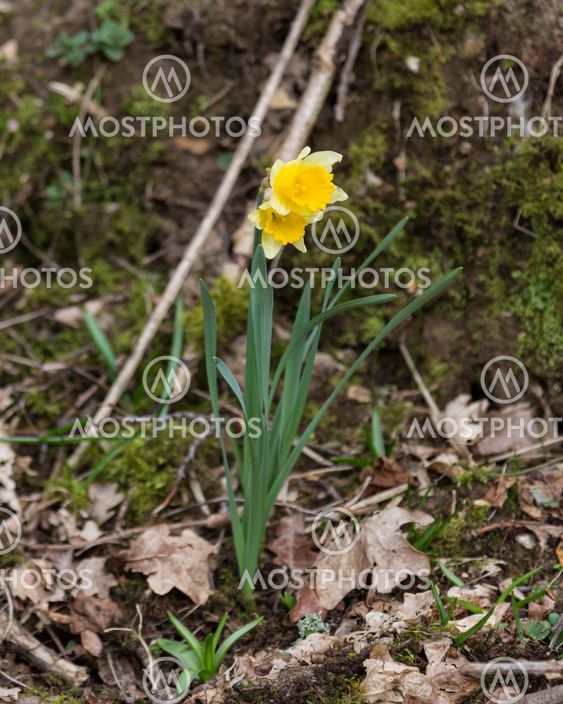 Wild daffodils growing in in Hampshire