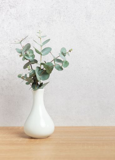 Eucalyptus branches in vase creating a fresh and natural...