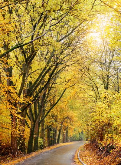 Autumn landscape in the forest with old road