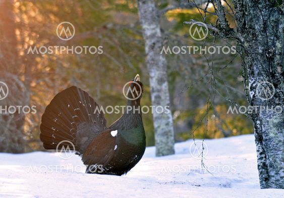 Capercaillie /Wood Grouse (Tetrao urogallus)