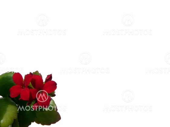 Red kalanchoe