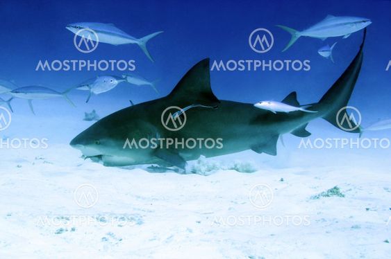 Feeding Bull Shark