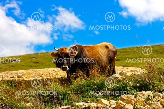 Lonely Cow On The Caucasus Mountain Grassland