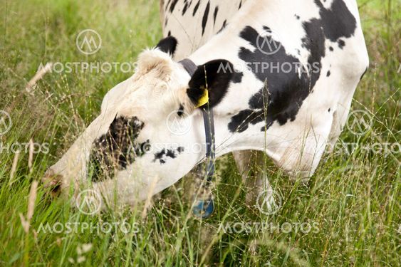 black and white cow grazing