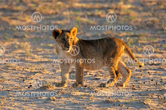 Små lion cub