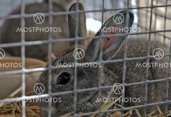 Rabbit in a cage