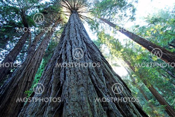 Muir Woods